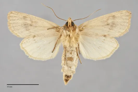 Globia subflava