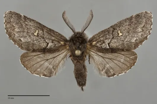 Gluphisia avimacula