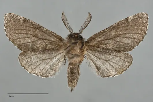 Gluphisia avimacula