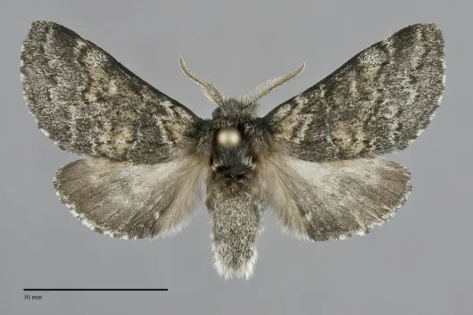 Gluphisia septentrionis