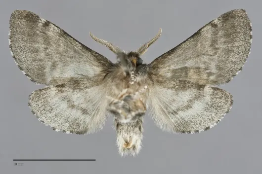 Gluphisia septentrionis