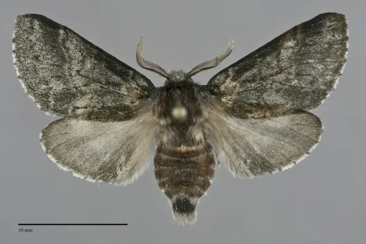 Gluphisia septentrionis