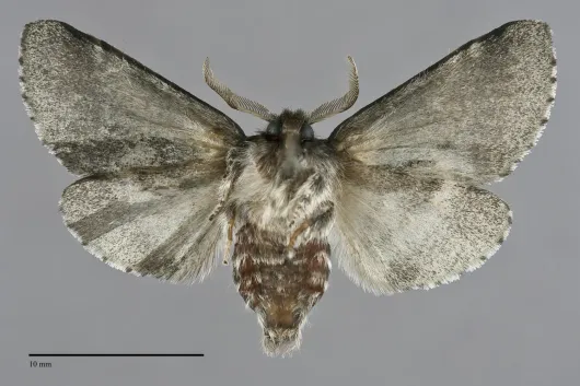 Gluphisia septentrionis