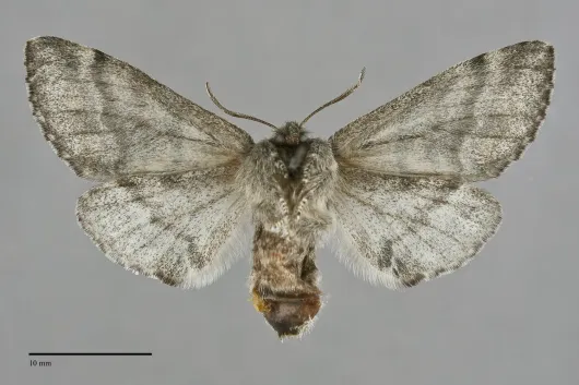 Gluphisia severa