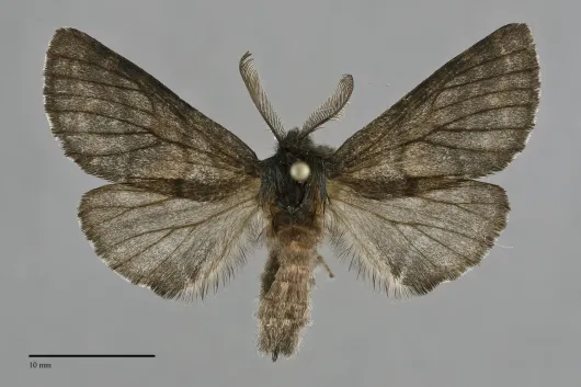 Gluphisia severa