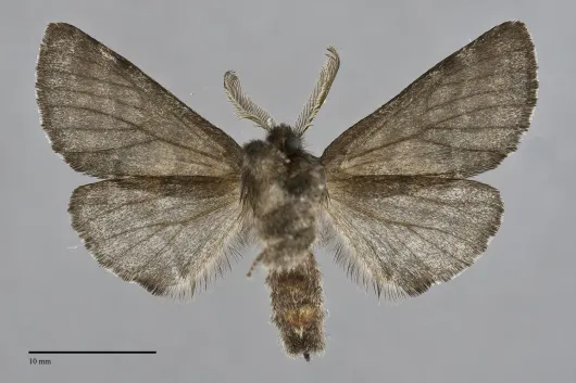 Gluphisia severa