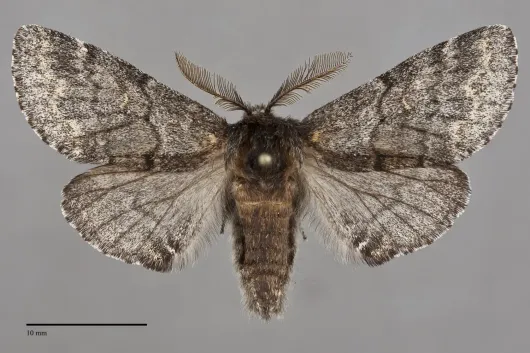 Gluphisia severa