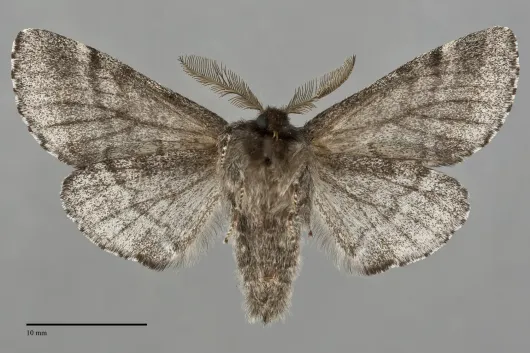 Gluphisia severa