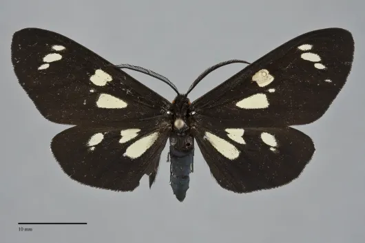 Gnophaela latipennis