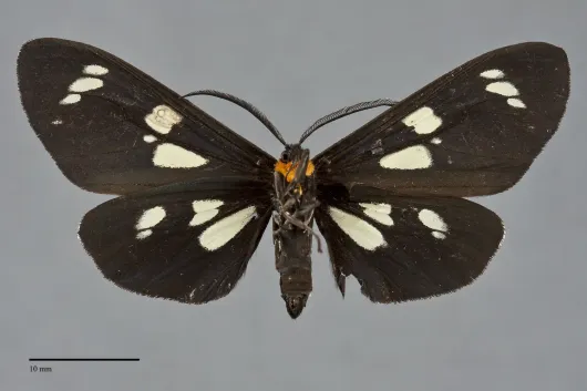 Gnophaela latipennis
