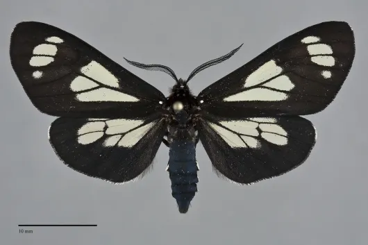 Gnophaela vermiculata