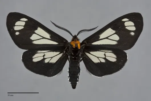 Gnophaela vermiculata