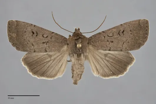 Graphiphora augur