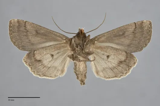 Graphiphora augur