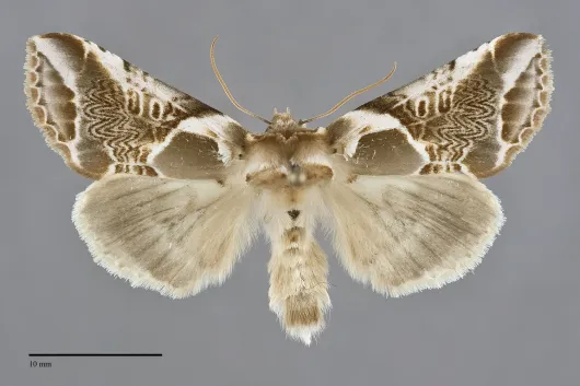 Habrosyne scripta
