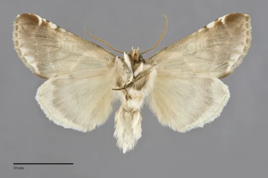 Habrosyne scripta