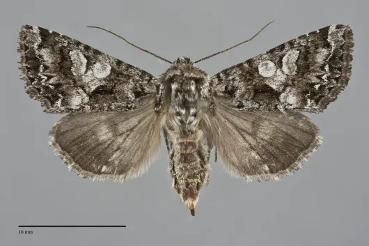 Hadena caelestis