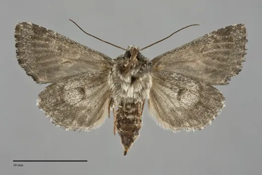 Hadena caelestis