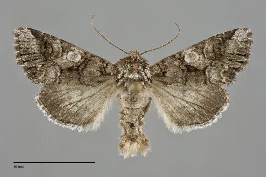 Hadena capsularis