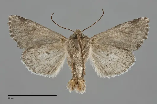 Hadena capsularis