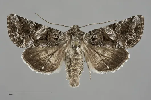Hadena ectrapela