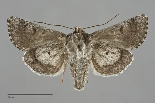 Hadena ectrapela