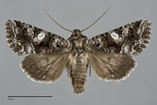 Hadena siskiyou