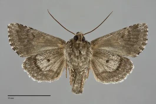 Hadena siskiyou