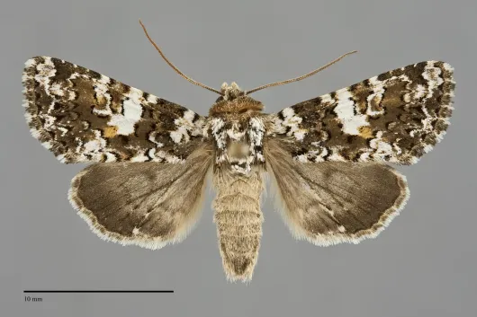 Hadena variolata