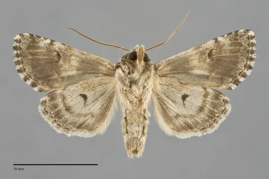 Hadena variolata