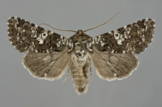 Hadena variolata