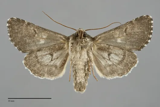 Hadena variolata
