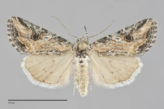 Hadenella pergentilis