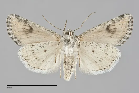 Hadenella pergentilis