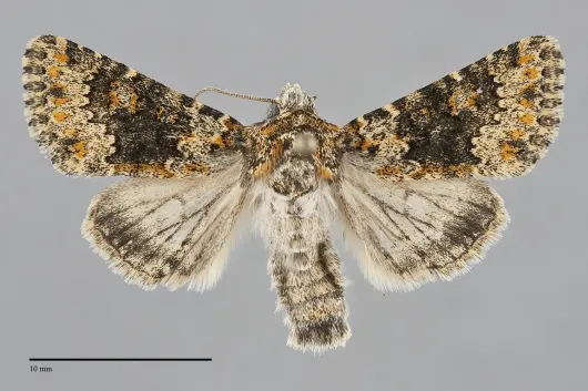 Hecatera dysodea