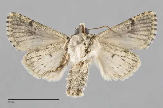 Hecatera dysodea
