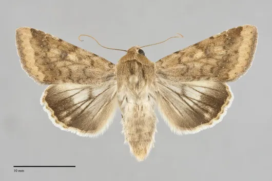 Helicoverpa zea