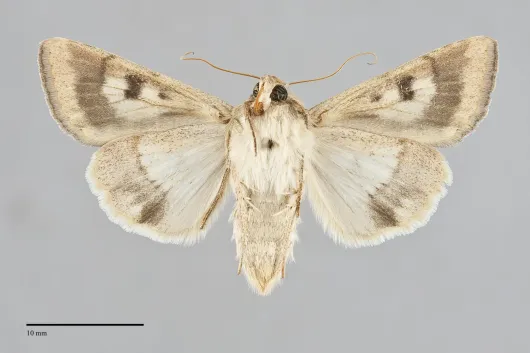 Helicoverpa zea