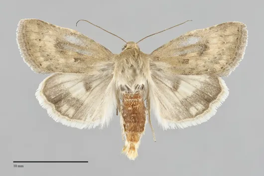 Heliocheilus paradoxus