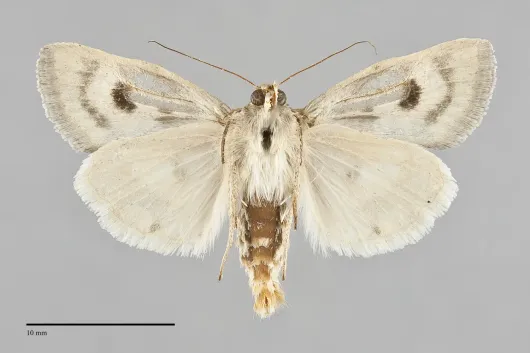 Heliocheilus paradoxus