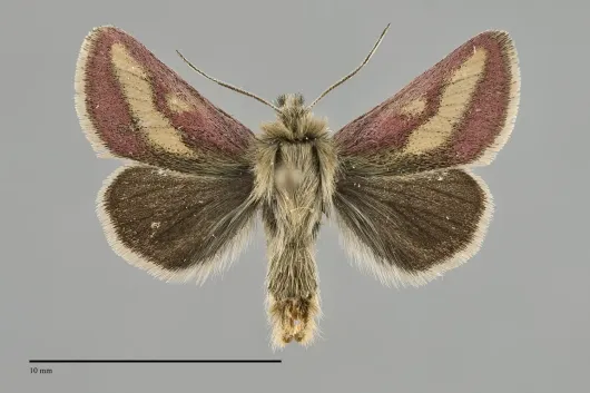 Heliolonche modicella