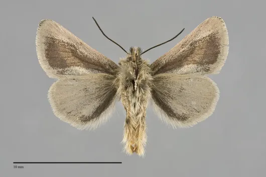 Heliolonche modicella