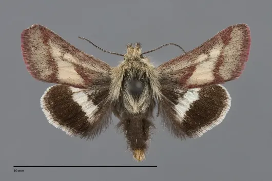 Heliolonche pictipennis