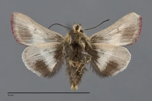 Heliolonche pictipennis