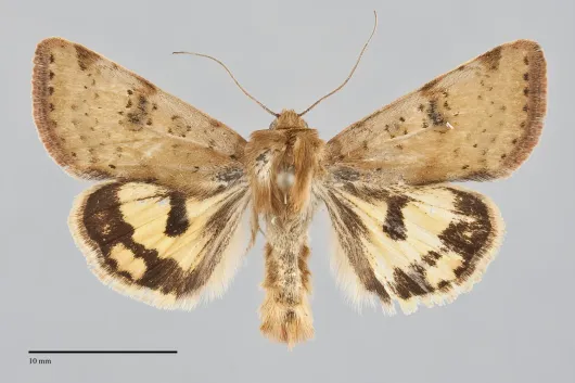 Heliothis acesias