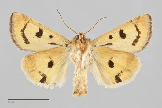 Heliothis acesias