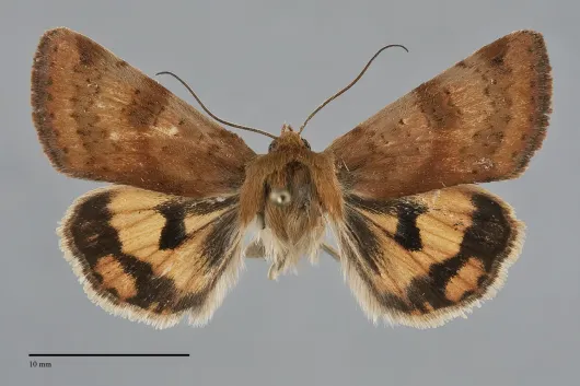 Heliothis acesias
