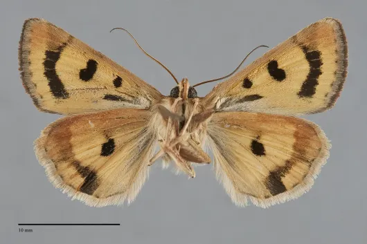 Heliothis acesias