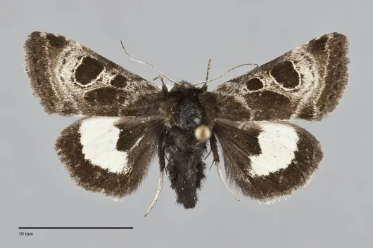 Heliothis belladonna