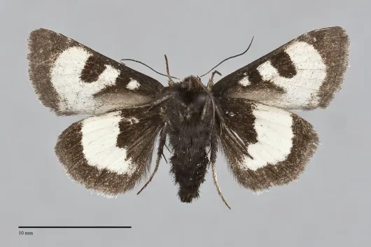 Heliothis belladonna